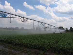 Irrigating soybeans on the KBS LTER Resource Gradient Experiment